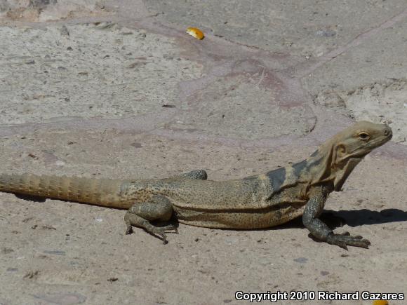 Peninsular Spiny-tailed Iguana (Ctenosaura hemilopha hemilopha)