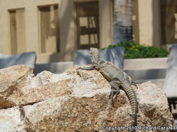 Peninsular Spiny-tailed Iguana (Ctenosaura hemilopha hemilopha)