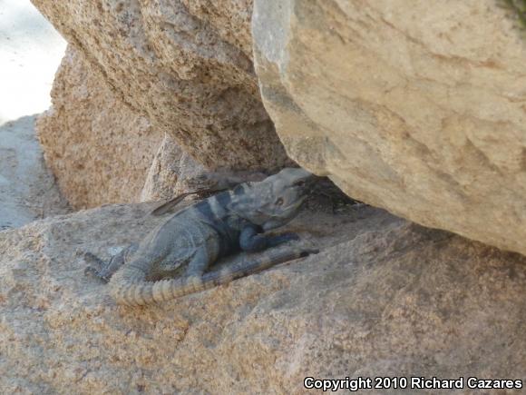 Peninsular Spiny-tailed Iguana (Ctenosaura hemilopha hemilopha)