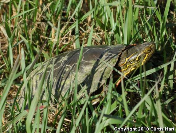 Western Painted Turtle (Chrysemys picta bellii)