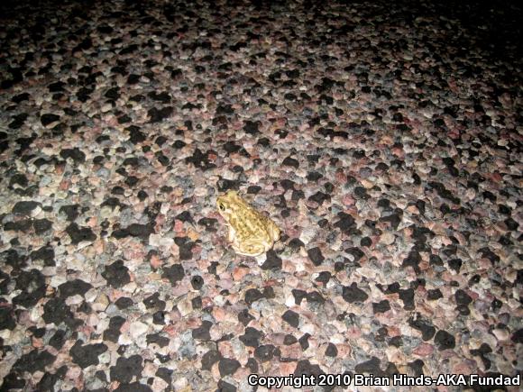 Couch's Spadefoot (Scaphiopus couchii)