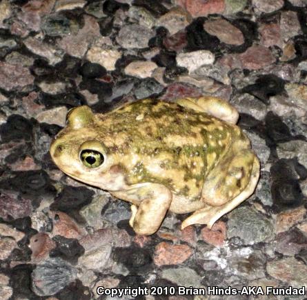 Couch's Spadefoot (Scaphiopus couchii)