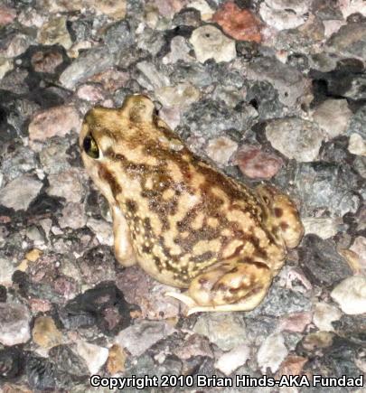 Couch's Spadefoot (Scaphiopus couchii)