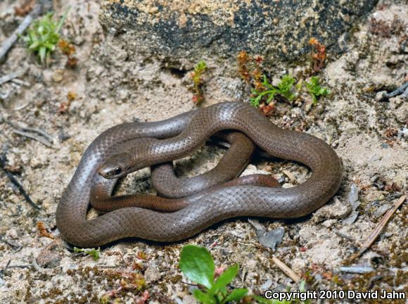 Forest Sharp-tailed Snake (Contia longicaudae)