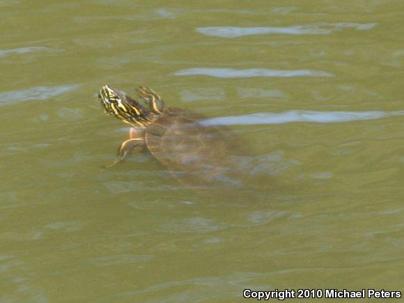 Western Painted Turtle (Chrysemys picta bellii)