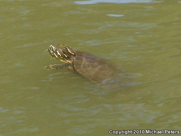 Western Painted Turtle (Chrysemys picta bellii)