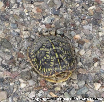 Desert Box Turtle (Terrapene ornata luteola)