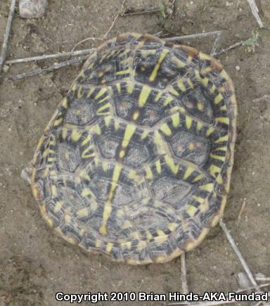 Desert Box Turtle (Terrapene ornata luteola)