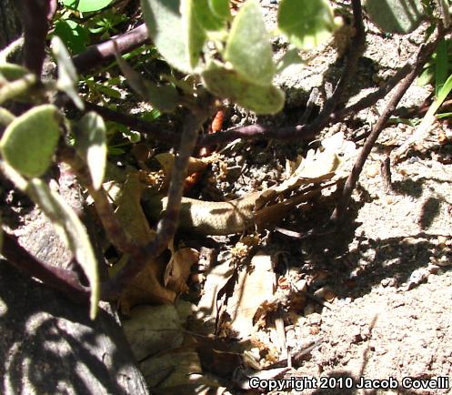 Greater Brown Skink (Plestiodon gilberti gilberti)