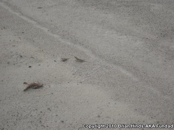 Elegant Earless Lizard (Holbrookia elegans)