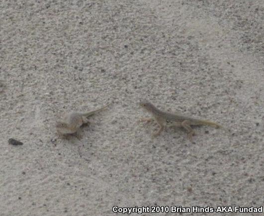 Elegant Earless Lizard (Holbrookia elegans)