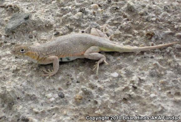 Elegant Earless Lizard (Holbrookia elegans)