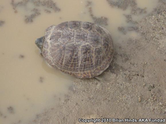 Desert Box Turtle (Terrapene ornata luteola)