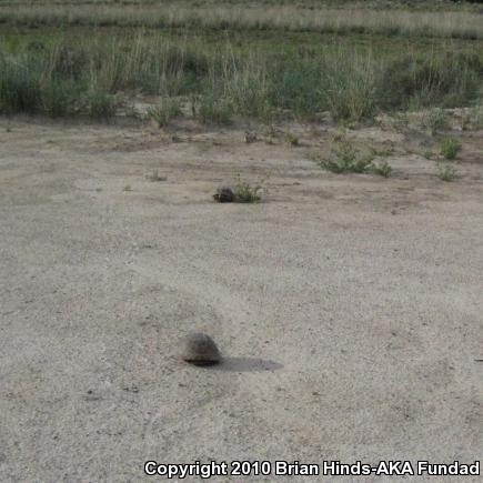 Desert Box Turtle (Terrapene ornata luteola)