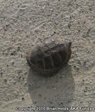 Desert Box Turtle (Terrapene ornata luteola)