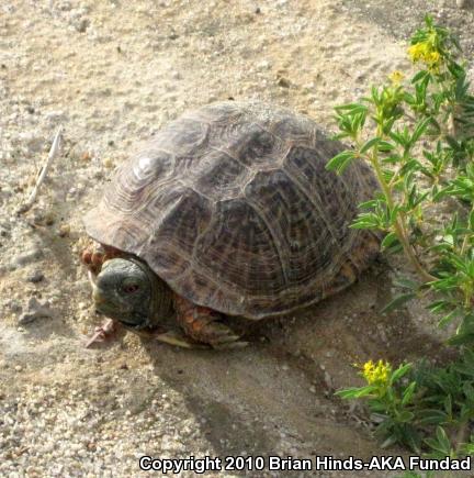 Desert Box Turtle (Terrapene ornata luteola)