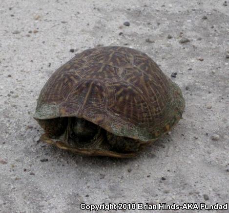 Desert Box Turtle (Terrapene ornata luteola)