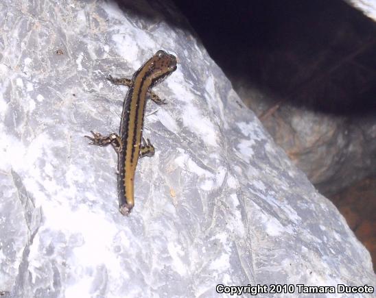 Three-lined Salamander (Eurycea guttolineata)