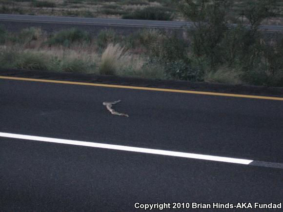 Sonoran Gopher Snake (Pituophis catenifer affinis)