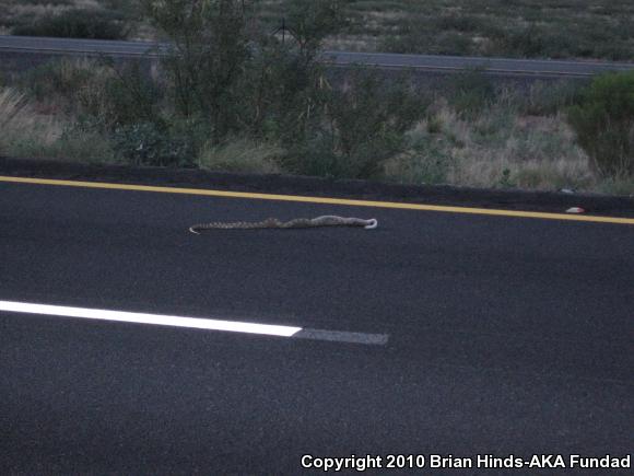 Sonoran Gopher Snake (Pituophis catenifer affinis)