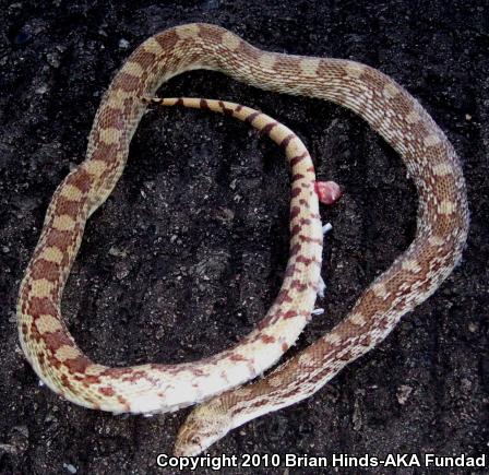 Sonoran Gopher Snake (Pituophis catenifer affinis)