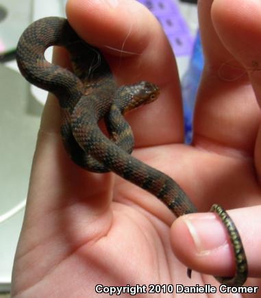 Florida Watersnake (Nerodia fasciata pictiventris)