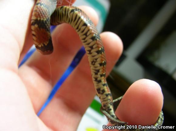 Florida Watersnake (Nerodia fasciata pictiventris)