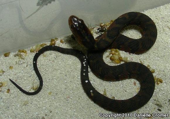 Florida Watersnake (Nerodia fasciata pictiventris)