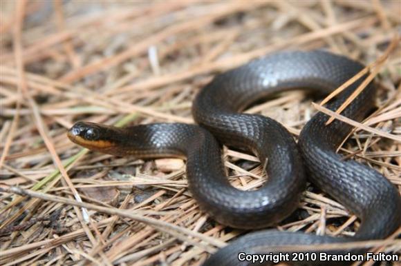 Glossy Crayfish Snake (Regina rigida rigida)