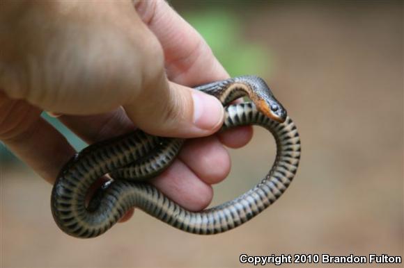 Glossy Crayfish Snake (Regina rigida rigida)