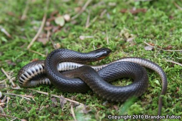 Glossy Crayfish Snake (Regina rigida rigida)