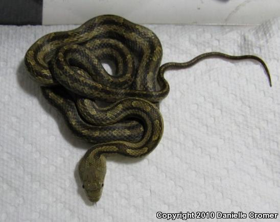 Eastern Ratsnake (Pantherophis alleghaniensis)