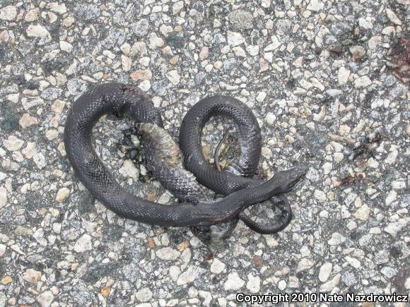 North American Ratsnakes (Pantherophis)