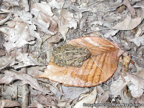 Fowler's Toad (Anaxyrus fowleri)