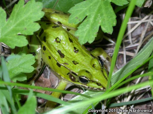 Southern Leopard Frog (Lithobates sphenocephalus utricularius)