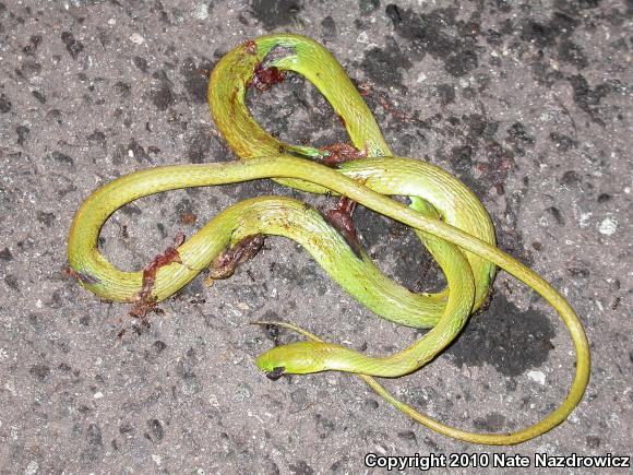 Northern Rough Greensnake (Opheodrys aestivus aestivus)