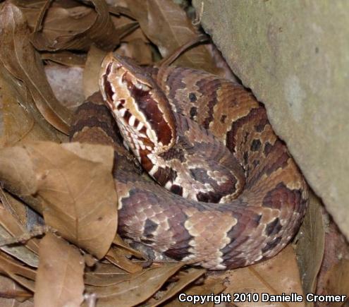 Florida Cottonmouth (Agkistrodon piscivorus conanti)