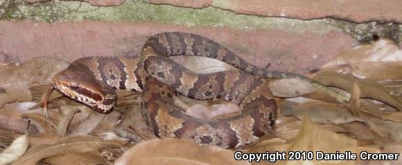 Florida Cottonmouth (Agkistrodon piscivorus conanti)