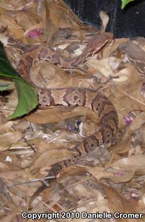 Florida Cottonmouth (Agkistrodon piscivorus conanti)