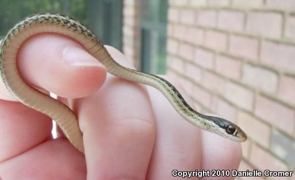 Peninsula Ribbonsnake (Thamnophis sauritus sackenii)