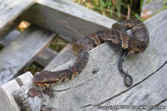 Florida Cottonmouth (Agkistrodon piscivorus conanti)