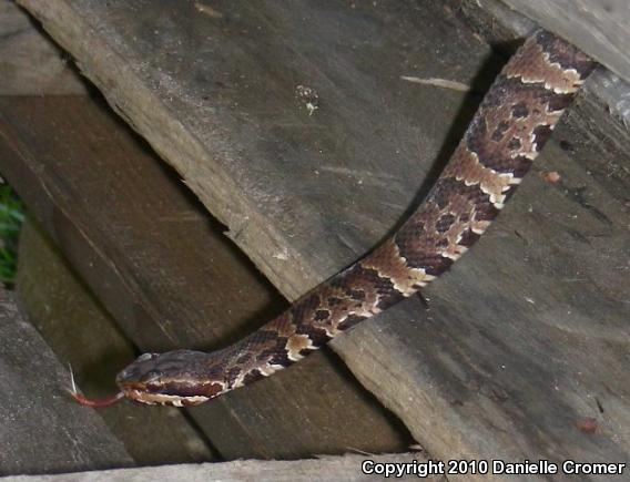 Florida Cottonmouth (Agkistrodon piscivorus conanti)