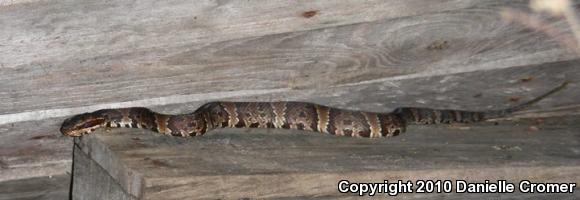 Florida Cottonmouth (Agkistrodon piscivorus conanti)