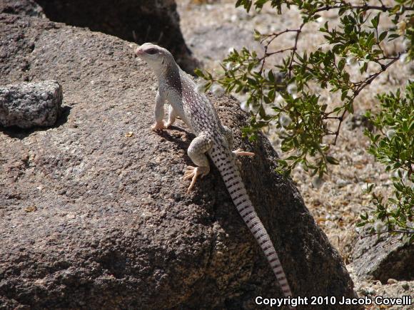 Desert Iguana (Dipsosaurus dorsalis)