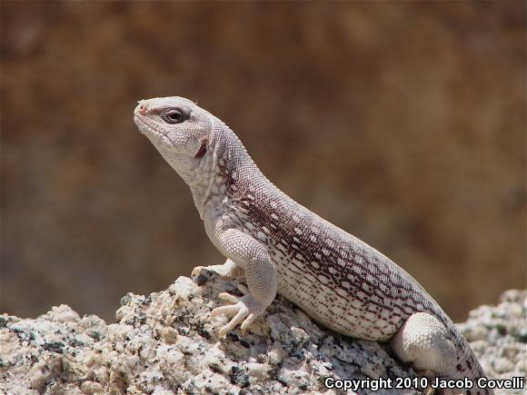 Desert Iguana (Dipsosaurus dorsalis)