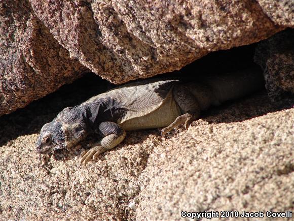 Common Chuckwalla (Sauromalus ater)