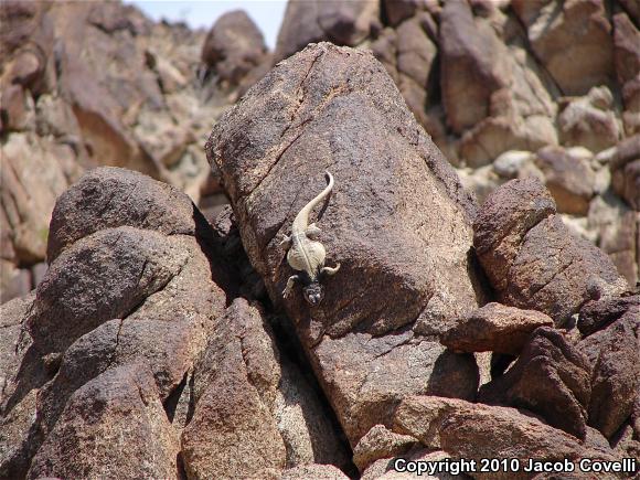 Common Chuckwalla (Sauromalus ater)