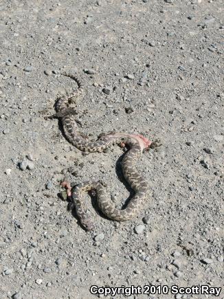 Gopher Snake (Pituophis catenifer)