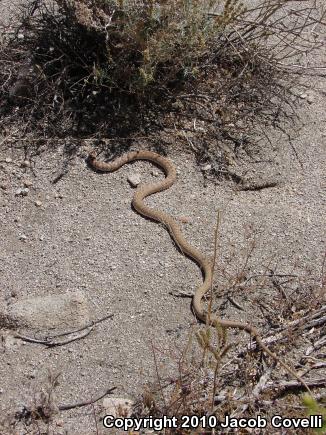 Red Racer (Coluber flagellum piceus)