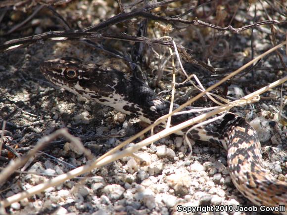 Red Racer (Coluber flagellum piceus)